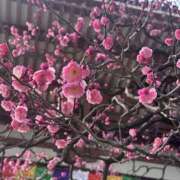 ヒメ日記 2026/02/15 10:42 投稿 すずか 美熟女倶楽部Hip's 春日部店