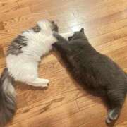 ヒメ日記 2025/11/23 13:13 投稿 花宮 BBW横浜店