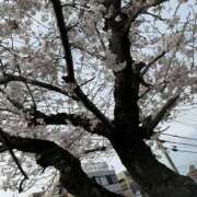 ヒメ日記 2025/03/31 14:45 投稿 椿えれん DEEPS成田店