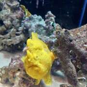 ヒメ日記 2025/06/22 18:15 投稿 西野はるか DEEPS成田店