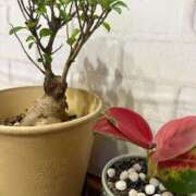 ヒメ日記 2025/08/26 01:05 投稿 綾瀬るる DEEPS成田店