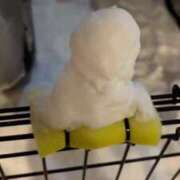 ヒメ日記 2024/12/19 17:15 投稿 環いろは DEEPS成田店