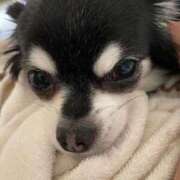 ヒメ日記 2025/04/26 17:41 投稿 青菜（あおな） 熟女の風俗最終章 大宮店