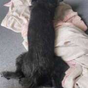 ヒメ日記 2025/05/17 10:55 投稿 青菜（あおな） 熟女の風俗最終章 大宮店