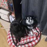 ヒメ日記 2025/05/29 15:35 投稿 青菜（あおな） 熟女の風俗最終章 大宮店