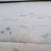 ヒメ日記 2025/02/08 07:10 投稿 かほ ご近所物語