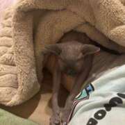 ヒメ日記 2026/01/26 15:51 投稿 なの 松戸角海老根本店