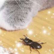 ヒメ日記 2025/07/27 12:52 投稿 かなみ 阪神人妻花壇