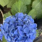 ヒメ日記 2025/06/08 20:58 投稿 ほのか 横浜ミセスアロマ（ユメオト）