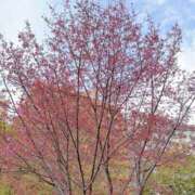 ヒメ日記 2026/02/24 22:38 投稿 ほのか 横浜ミセスアロマ（ユメオト）