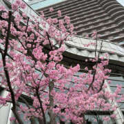 ヒメ日記 2025/03/30 12:33 投稿 なお 奥鉄オクテツ奈良