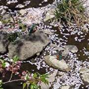 さつき 5月もよろしくお願いします💕 横浜おかあさん