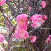 ヒメ日記 2025/02/04 09:24 投稿 はづき 丸妻 新横浜店