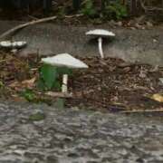 ヒメ日記 2025/09/16 23:22 投稿 えな 渋谷じゃっくす