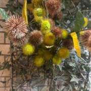 ヒメ日記 2026/01/19 00:00 投稿 えな 渋谷じゃっくす