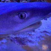 えな ジンギスカン童貞さんへのお告げ… 渋谷じゃっくす