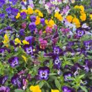 ヒメ日記 2026/04/03 15:30 投稿 えな 渋谷じゃっくす