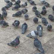 えな 🔮今日の占い… 渋谷じゃっくす