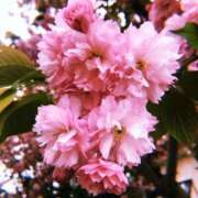 ヒメ日記 2025/05/12 15:08 投稿 せつな ソープランド AQUA（アクア）