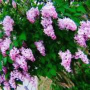 ヒメ日記 2025/05/22 19:18 投稿 せつな ソープランド AQUA（アクア）