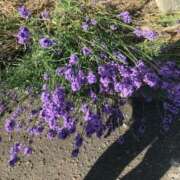 ヒメ日記 2025/06/28 17:28 投稿 せつな ソープランド AQUA（アクア）