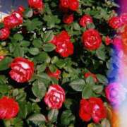 ヒメ日記 2025/06/30 10:38 投稿 せつな ソープランド AQUA（アクア）