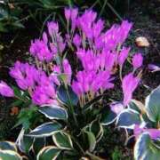 ヒメ日記 2025/10/30 14:18 投稿 せつな ソープランド AQUA（アクア）