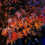 ヒメ日記 2025/11/04 14:08 投稿 せつな ソープランド AQUA（アクア）