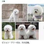 ヒメ日記 2025/11/17 21:08 投稿 せつな ソープランド AQUA（アクア）