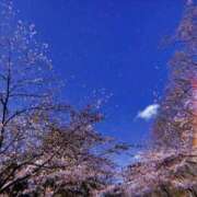 ヒメ日記 2026/04/03 11:18 投稿 せつな ソープランド AQUA（アクア）