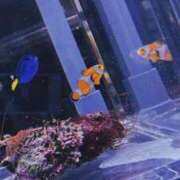 ヒメ日記 2026/04/13 17:28 投稿 せつな ソープランド AQUA（アクア）