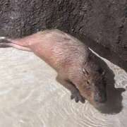 ヒメ日記 2024/12/21 10:10 投稿 さくら 池袋マリン別館