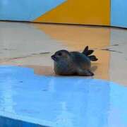 ヒメ日記 2025/03/23 08:50 投稿 さくら 池袋マリン別館