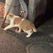 ヒメ日記 2024/12/18 07:55 投稿 とも 池袋おかあさん