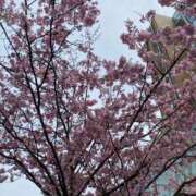 ヒメ日記 2025/04/11 13:14 投稿 とも 池袋おかあさん