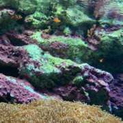 ヒメ日記 2025/04/12 00:34 投稿 とも 池袋おかあさん