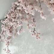 ヒメ日記 2025/04/12 14:24 投稿 とも 池袋おかあさん