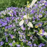 ヒメ日記 2025/04/26 15:54 投稿 とも 池袋おかあさん