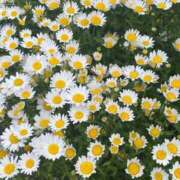 ヒメ日記 2025/05/06 21:44 投稿 とも 池袋おかあさん