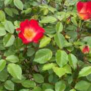 ヒメ日記 2025/05/07 09:14 投稿 とも 池袋おかあさん