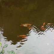 ヒメ日記 2025/09/20 15:09 投稿 とも 池袋おかあさん