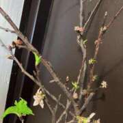 ヒメ日記 2026/03/11 08:57 投稿 とも 池袋おかあさん