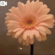 ヒメ日記 2026/03/11 15:54 投稿 とも 池袋おかあさん