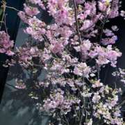 ヒメ日記 2026/04/07 09:24 投稿 とも 池袋おかあさん