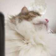 ヒメ日記 2025/11/29 12:08 投稿 さな Felice(フェリス)