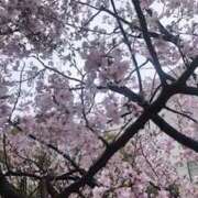 ヒメ日記 2026/04/04 10:55 投稿 さな Felice(フェリス)