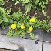 ヒメ日記 2026/04/08 09:21 投稿 さな Felice(フェリス)