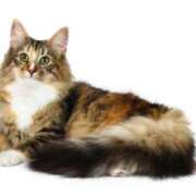 ヒメ日記 2025/03/05 17:12 投稿 上下　ことね ギン妻パラダイス 谷九店