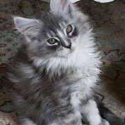 ヒメ日記 2025/03/08 22:01 投稿 上下　ことね ギン妻パラダイス 谷九店