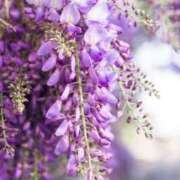 ヒメ日記 2025/03/14 21:15 投稿 上下　ことね ギン妻パラダイス 谷九店